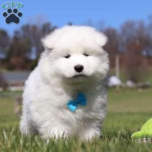 Simon, Samoyed Puppy